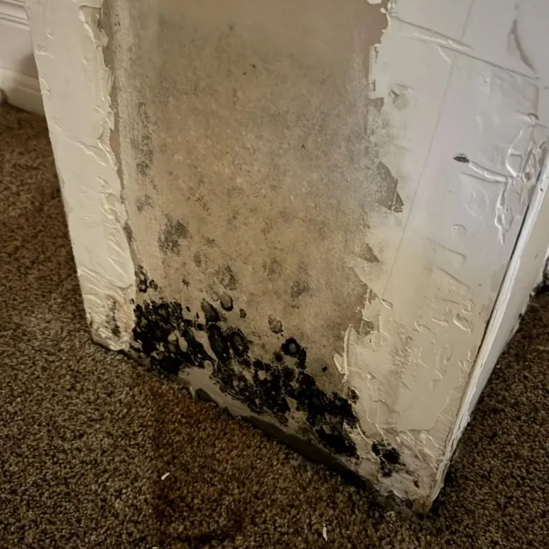 Professional Mold Removal in Rocky Mount, NC